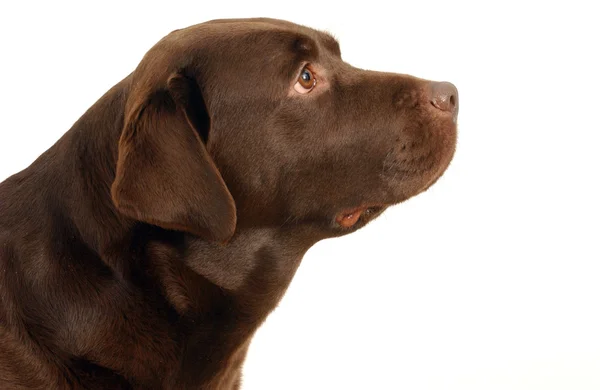 Cap de câine — Fotografie, imagine de stoc