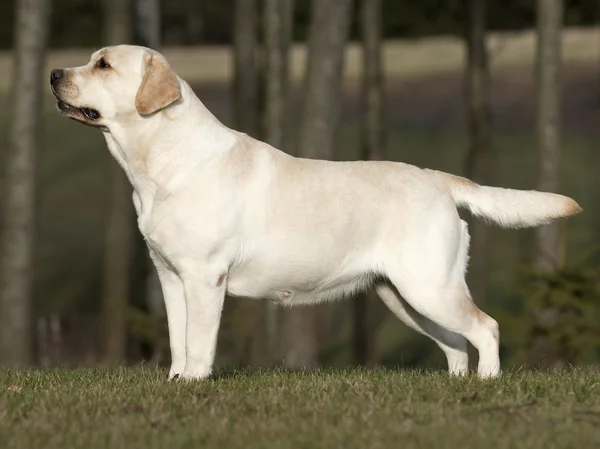 Labrador — Stok fotoğraf