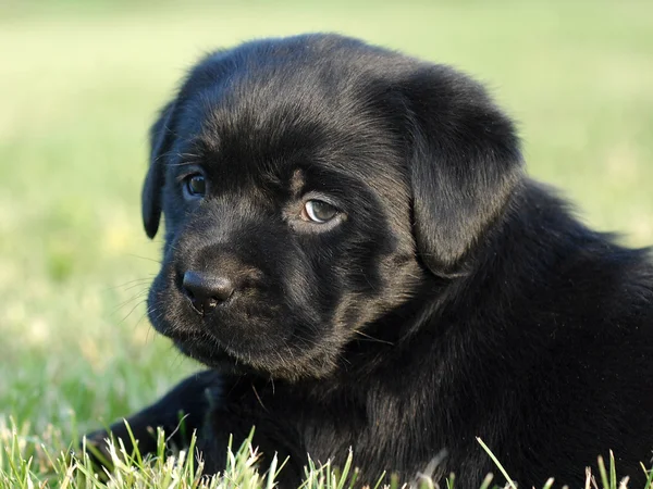 Black Labrador head — Stock Photo, Image
