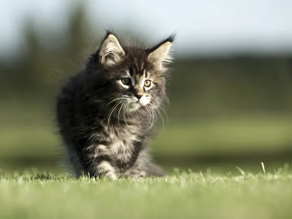 Katt på gräset — Stockfoto