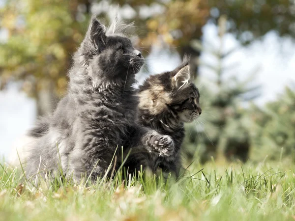 Дві кошенята на траві — стокове фото