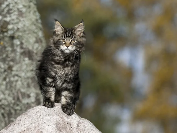 Katt på stenen — Stockfoto