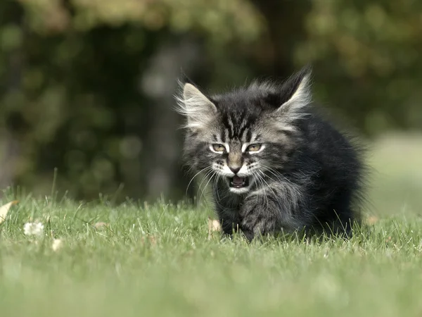 Katt på gräset — Stockfoto