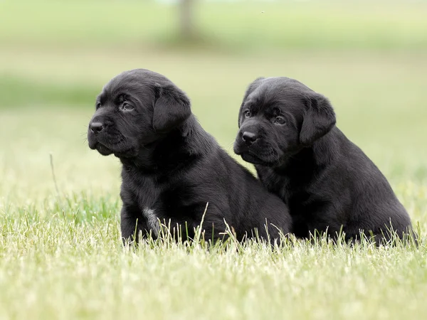 Чёрные лабрадорские щенки — стоковое фото