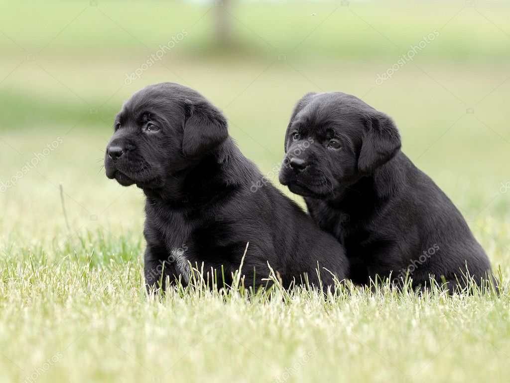 black labrador pups