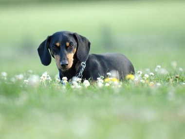 Dachshund çim