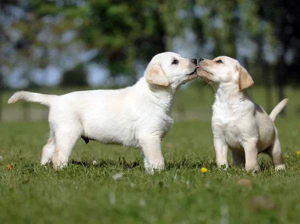 Labrador cachorros amor — Fotografia de Stock