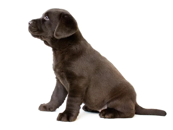 Labradorpuppy marrom — Fotografia de Stock