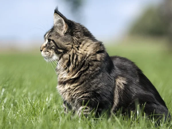 Katze auf dem Gras — Stockfoto
