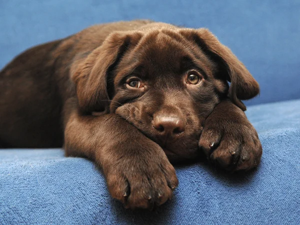 Brown anak anjing — Stok Foto