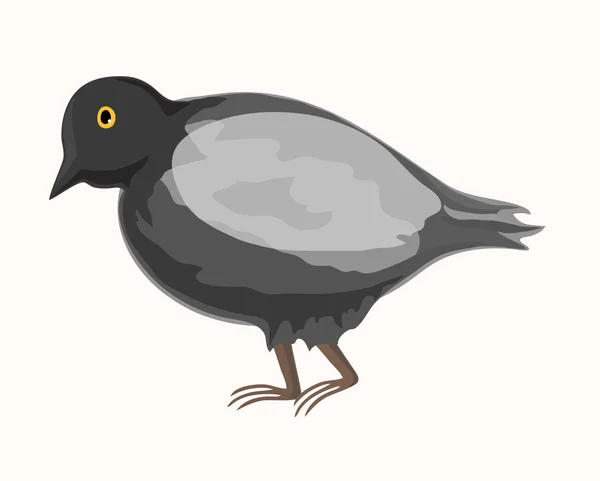 Серый голубь. Eps 10 — стоковый вектор