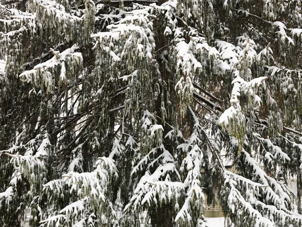 Árvore nevada perene . — Fotografia de Stock