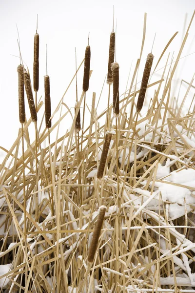 Cattail plants in snow. — Stock Photo, Image