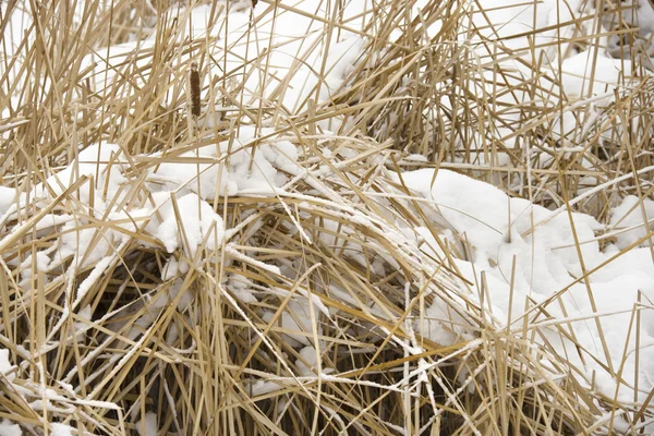 Cattail φυτά στο χιόνι. — Φωτογραφία Αρχείου