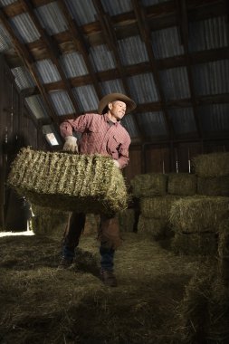 Man in Barn Moving Bales of Hay clipart