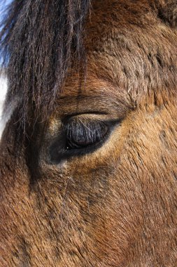 Close-up of Horse Eye clipart