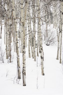 Aspen trees in winter. clipart