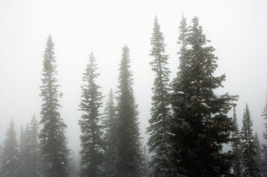 Pine trees in fog. clipart