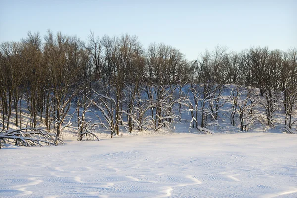 Fák hóban. — Stock Fotó