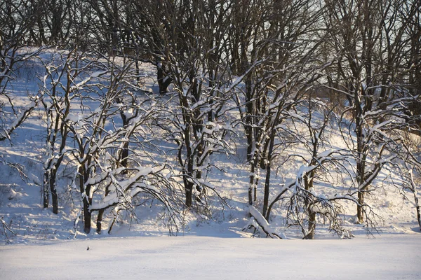 Χιόνι με δέντρα. — Φωτογραφία Αρχείου
