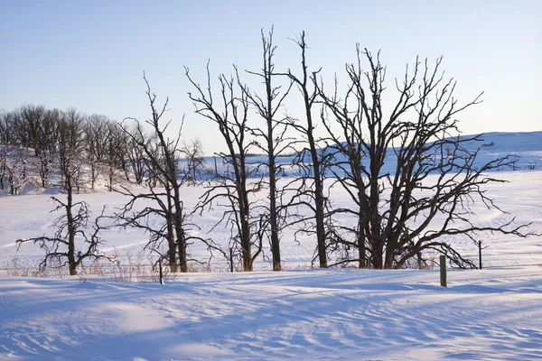 Träd i snö. — Stockfoto