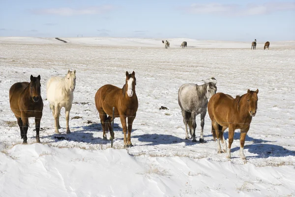 Pferde im Schnee. — Stockfoto
