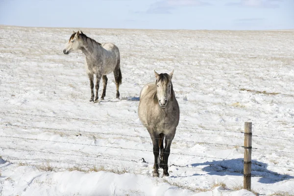 Zwei Pferde im Schnee. — Stockfoto