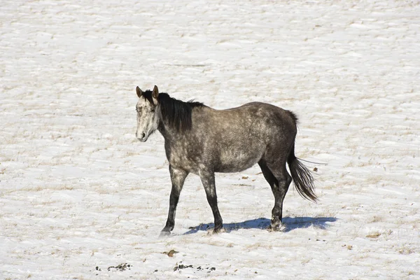 Cavallo nella neve . — Foto Stock
