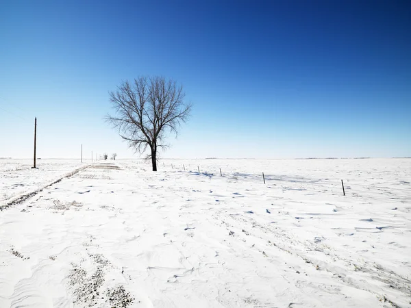 Árvore na neve . — Fotografia de Stock