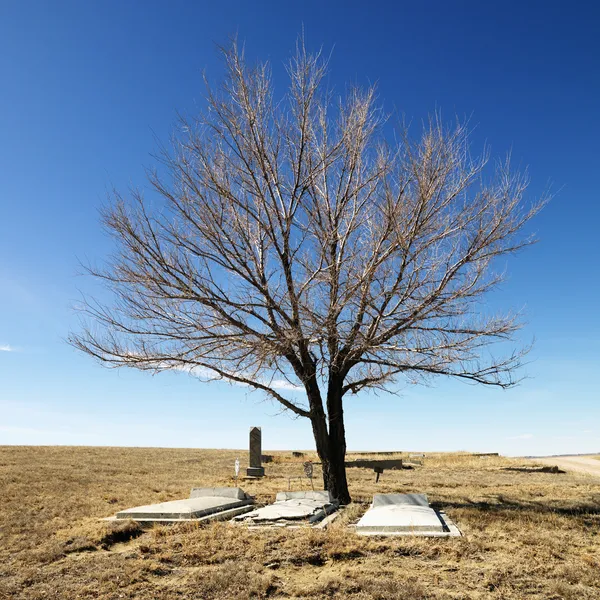 Árvore no cemitério . — Fotografia de Stock