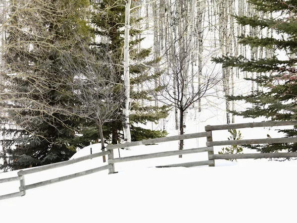 白雪皑皑的冬季风景. — 图库照片