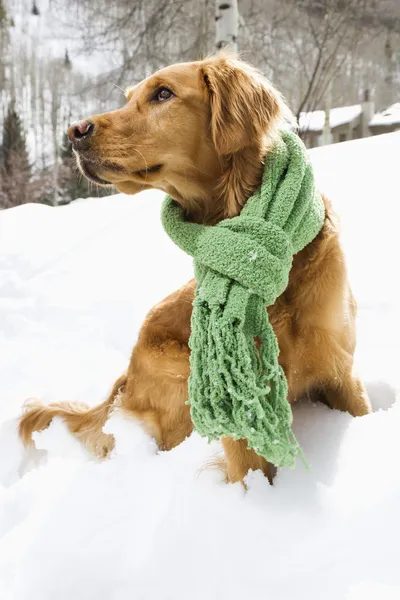Σκυλί στο χιόνι. — Φωτογραφία Αρχείου
