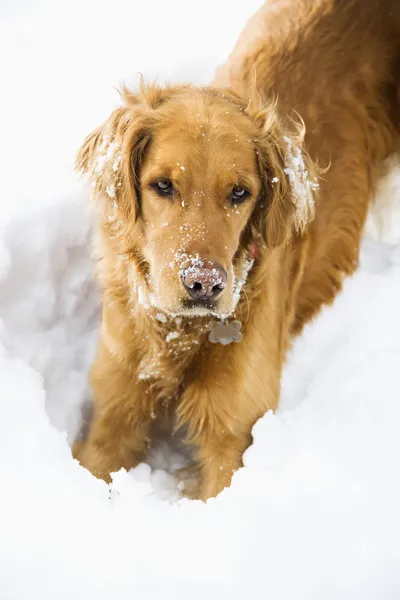 Собака в снігу . — стокове фото