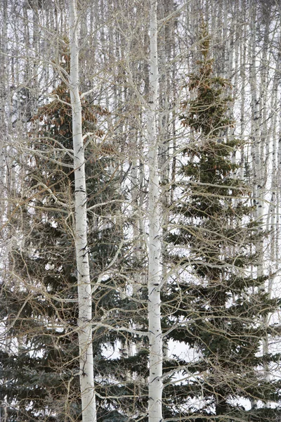 Vintergröna träd skog. — Stockfoto