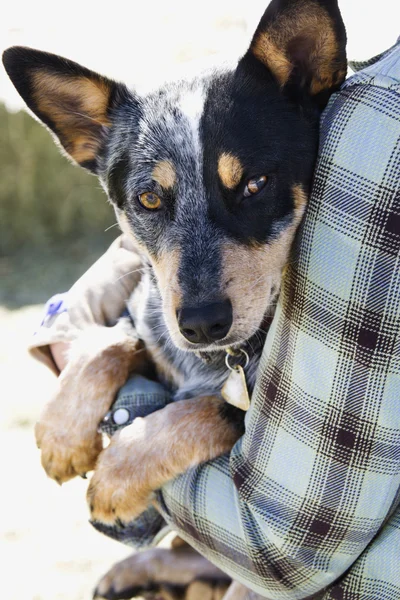 stock image Person Holding Australian Shepherd