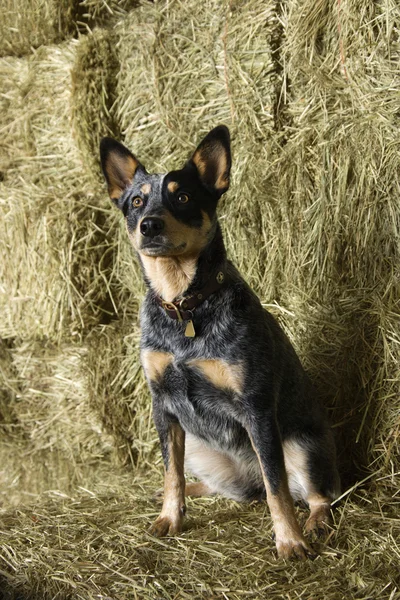 Australian Shepherd on a Hay Bale — Stock Photo, Image