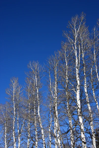 Aspen bomen. — Stockfoto