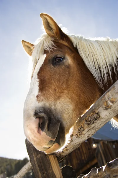 Draft horse. — Stock Photo, Image