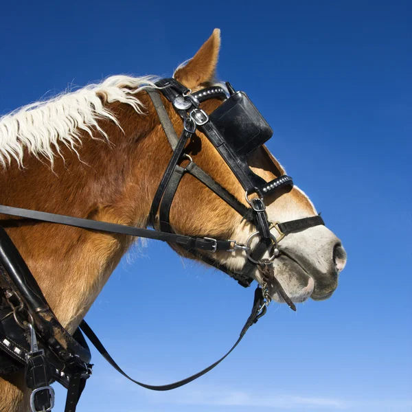 Förslag till häst. — Stockfoto