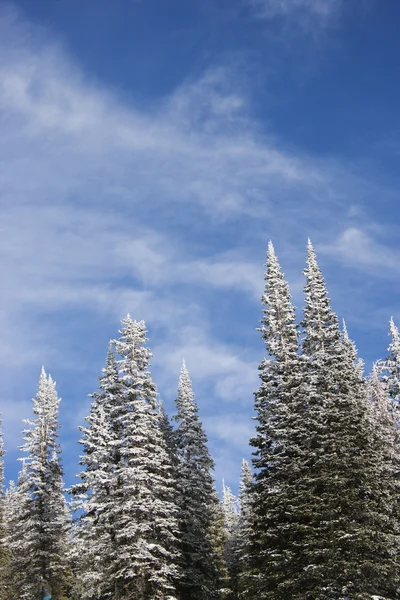 白雪覆盖的松树. — 图库照片