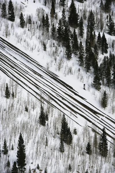 Snöfall på väg med träd. — Stockfoto
