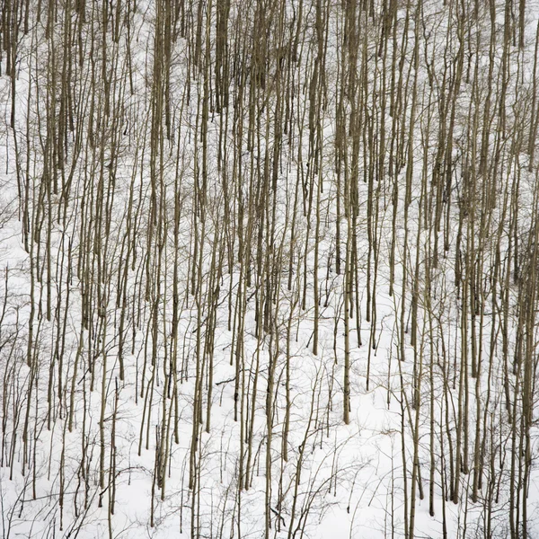 Γυμνά δέντρα στο χιόνι. — Φωτογραφία Αρχείου