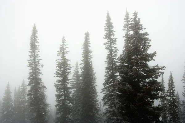 Pine bomen in de mist. — Stockfoto