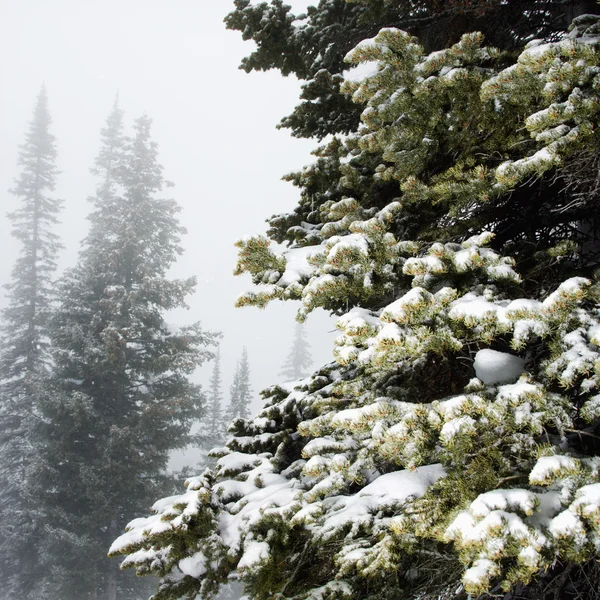 Pine bomen in de mist. — Stockfoto
