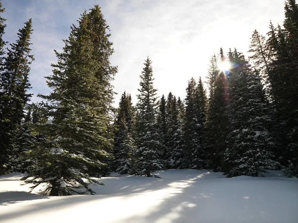 Verschneiter Wald. — Stockfoto