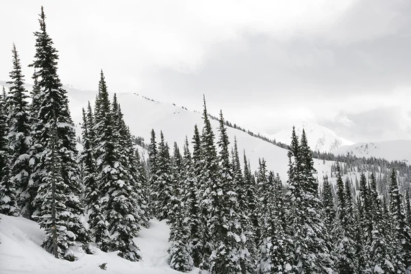 Met sneeuw bedekte bomen. — Stockfoto