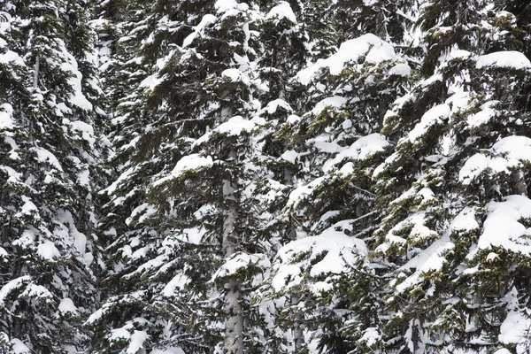 Árboles cubiertos de nieve. —  Fotos de Stock