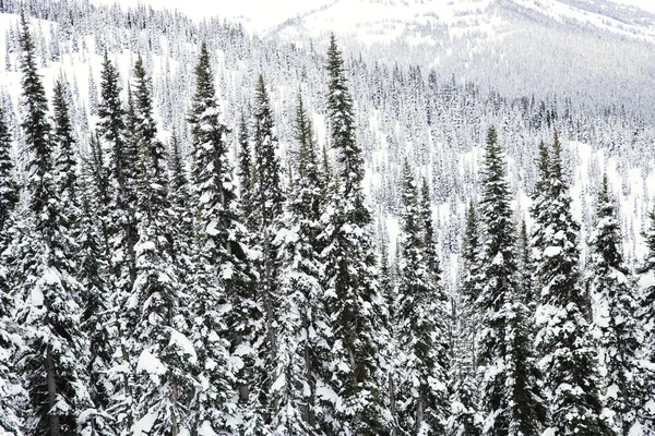 Neve coberto de árvores. — Fotografia de Stock