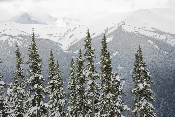 Met sneeuw bedekte bomen. — Stockfoto