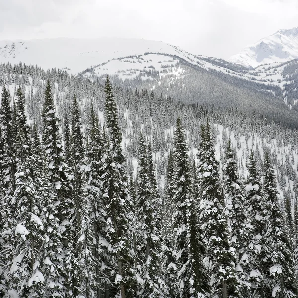 Hóval borított fák. — Stock Fotó